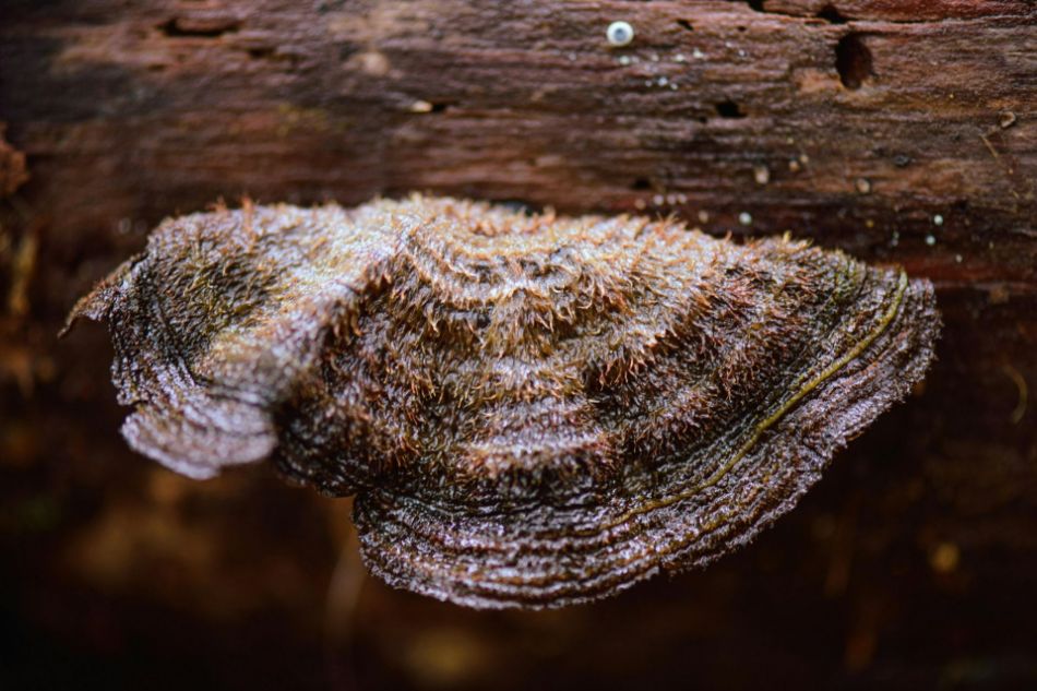 Pezuña Negra (Phellinus Linteus): ficha técnica completa